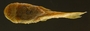 Pseudancistrus carnegiei 18 mmSL FMNH 58351 ventral